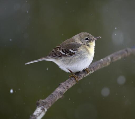 A rather gray warbler with two wing bar and a broken white eye ring. If you squint, you may see yellow on the breast and throat where the color will come in as the bird ages. This is a young Pine Warbler. Blurred out falling snow flakes are visible in the image. Photo by Peachfront. Jan 21, 2025. Southeast Louisiana, northshore Lake Pontchartrain.