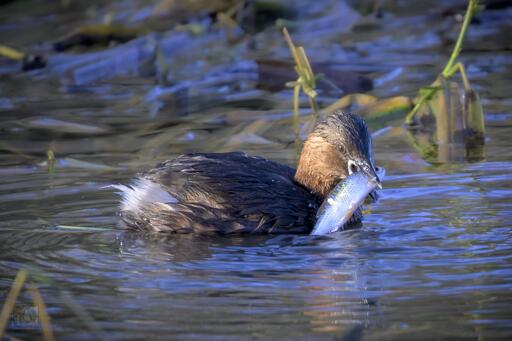 a small wetland grebe with a fish in its beak